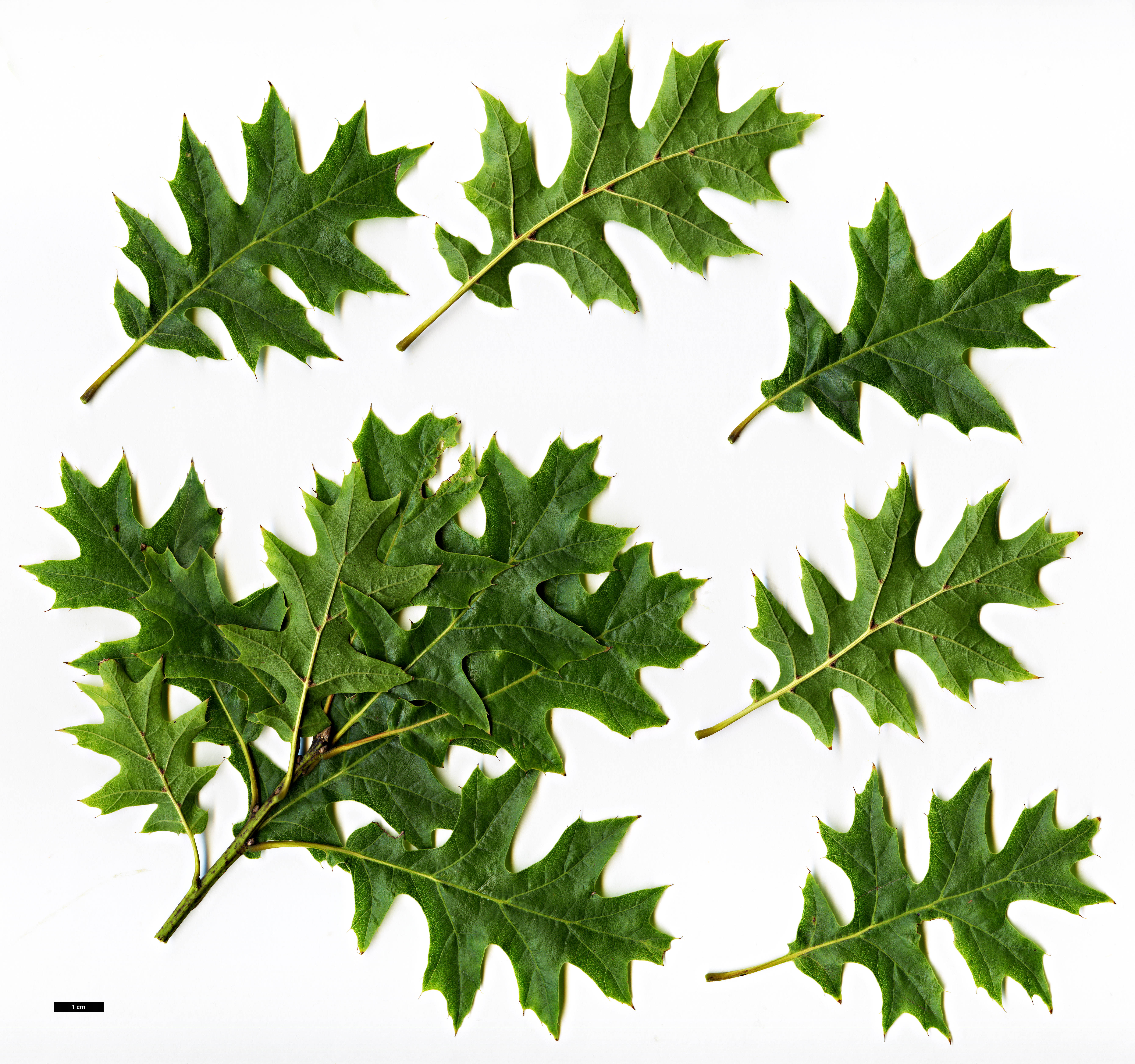 High resolution image: Family: Fagaceae - Genus: Quercus - Taxon: shumardii 
